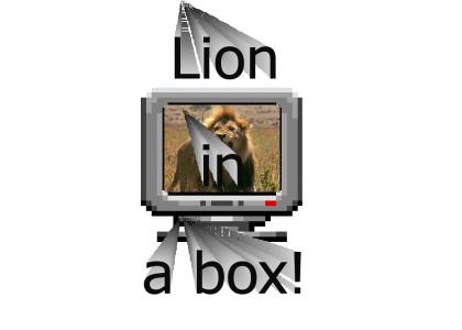 LION IN A BOX!
