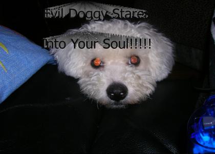 Evil Doggy Stares Into Your Soul!!!!!