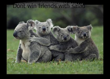 Koalas don't win friends with salad