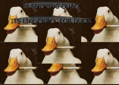 IM SMOKING QUACK ITS LIKE CRACK FOR DUCKS