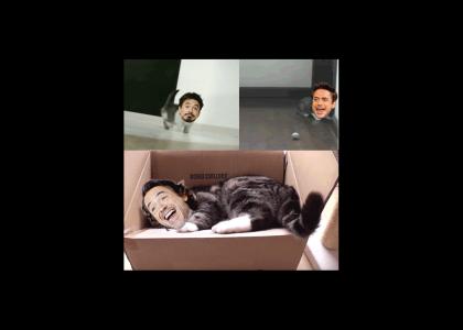 Robert Downey Cat Jr.