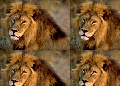 iconic lion's roar