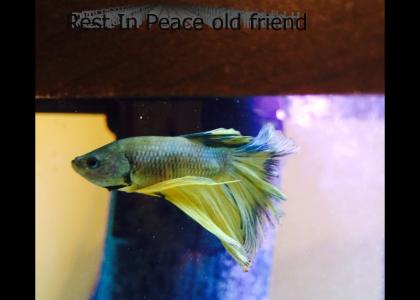 R.I.P. Fisho