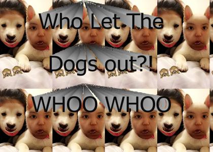 Who let The Dogs out!