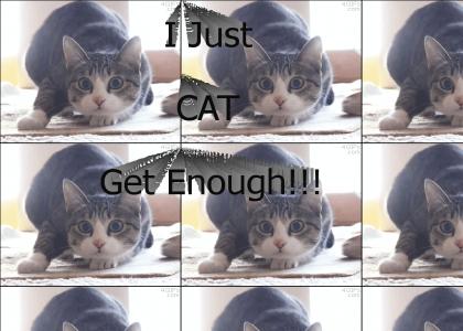 I Just Cat Get Enough