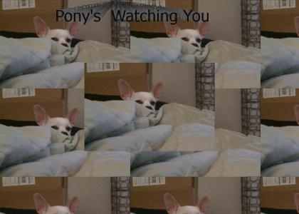 Pony's Watching me