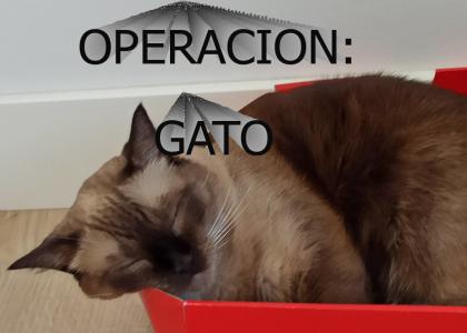 ¡Operación: Gato!