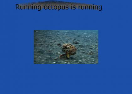 Running octopus is running