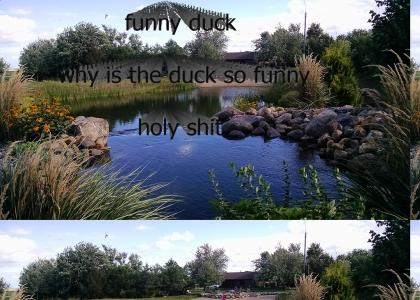 the funny duck