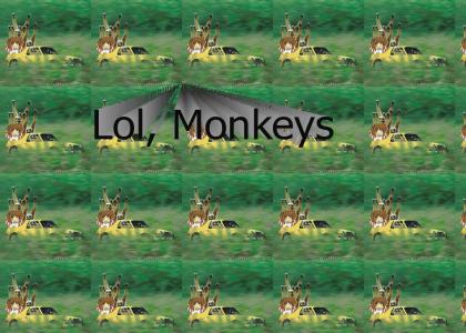 lol, monkeys