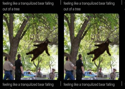Tranquilized bear
