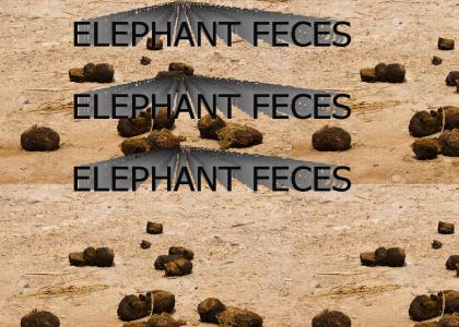 elephant feces