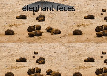elephant feces
