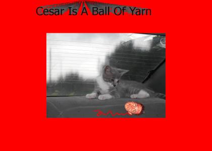 Cesar Is A Ball of Yarn