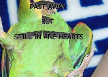 Past away but still are bird