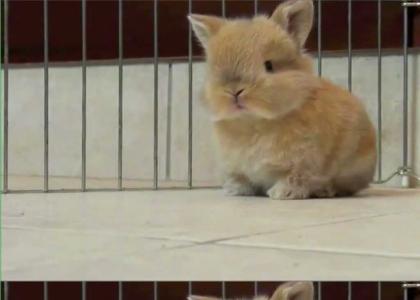 top 10 reasons why I hate baby bunny