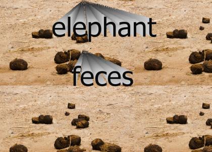 elephant feces