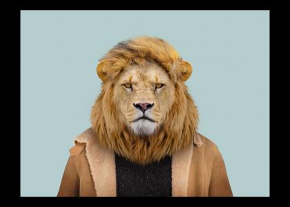 Lion with clothes stares into your soul! Lion with clothes stares into your soul!