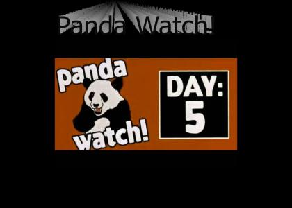 Panda Watch!