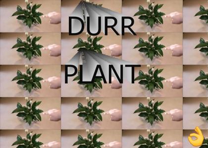 DURR PLANT