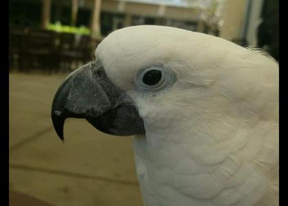 cockatoo time