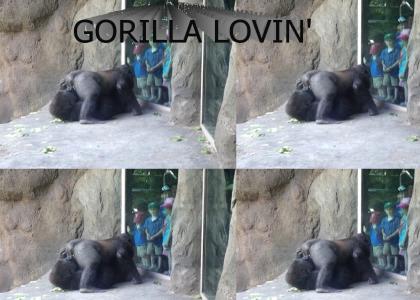 Gorilla lovin'