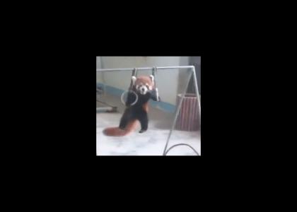 Red Panda Pushes Limits