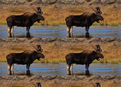 Anything Moose Can Do I Can Moose Better