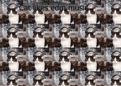 Cat likes music