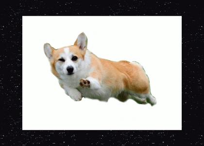 Space Corgi