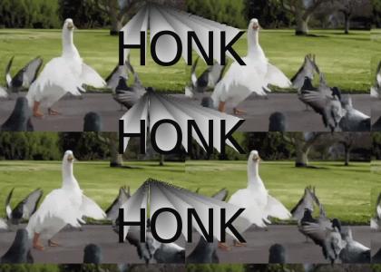 HONK!