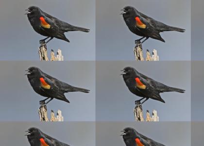 Red-winged Blackbird