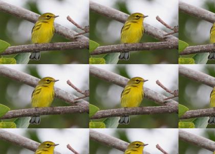 Prairie Warbler