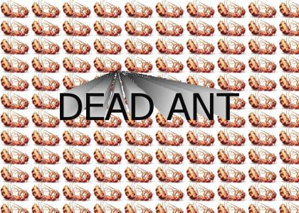 dead ant