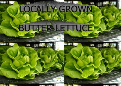 Butter lettuce
