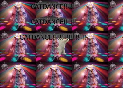 CATDANCE!!!!!!