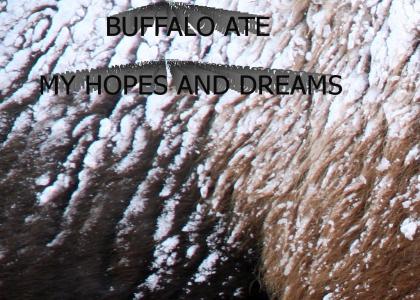 Buffalo Ate My Hopes and Dreams