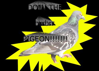 DOIN THE brrbrr PIGEON!!!!!!!1