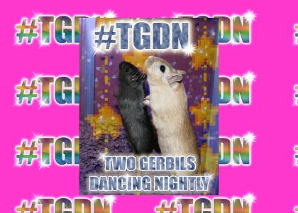 #TGDN - Two Gerbils Dancing Nightly!!