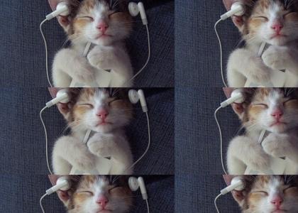 cat likes ipod xD