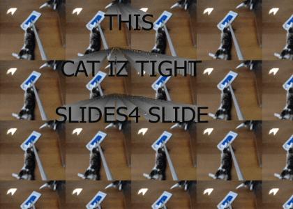Slide that cat Slide that cat