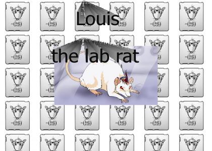 louis the lab rat