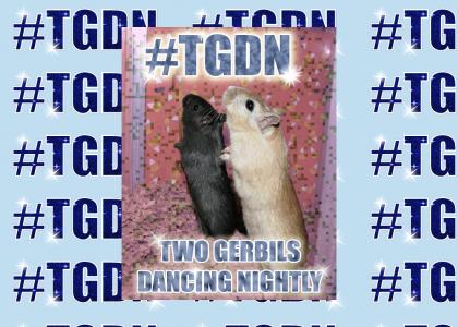 #TGDN - Two Gerbils Dancing Nightly!!!