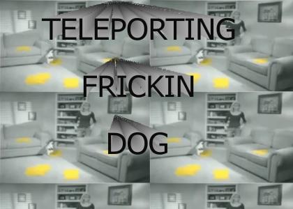 TELEPORTING DOG