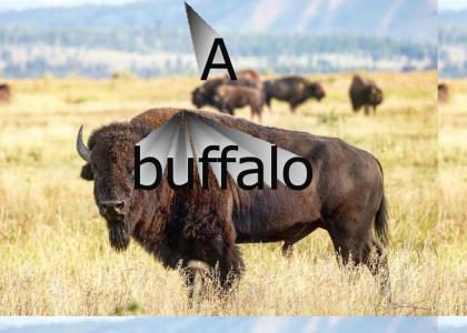 A buffalo