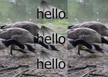 Hello goose