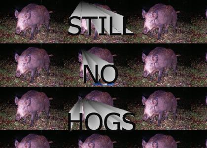 Still No Hogs