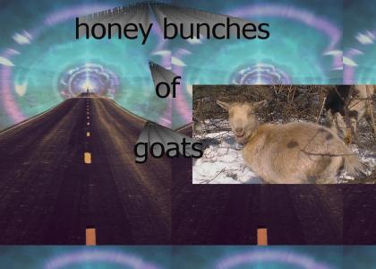 honeybunches