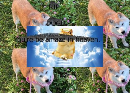 RIP Doge