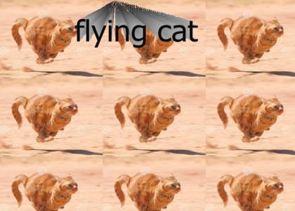 flying cat
